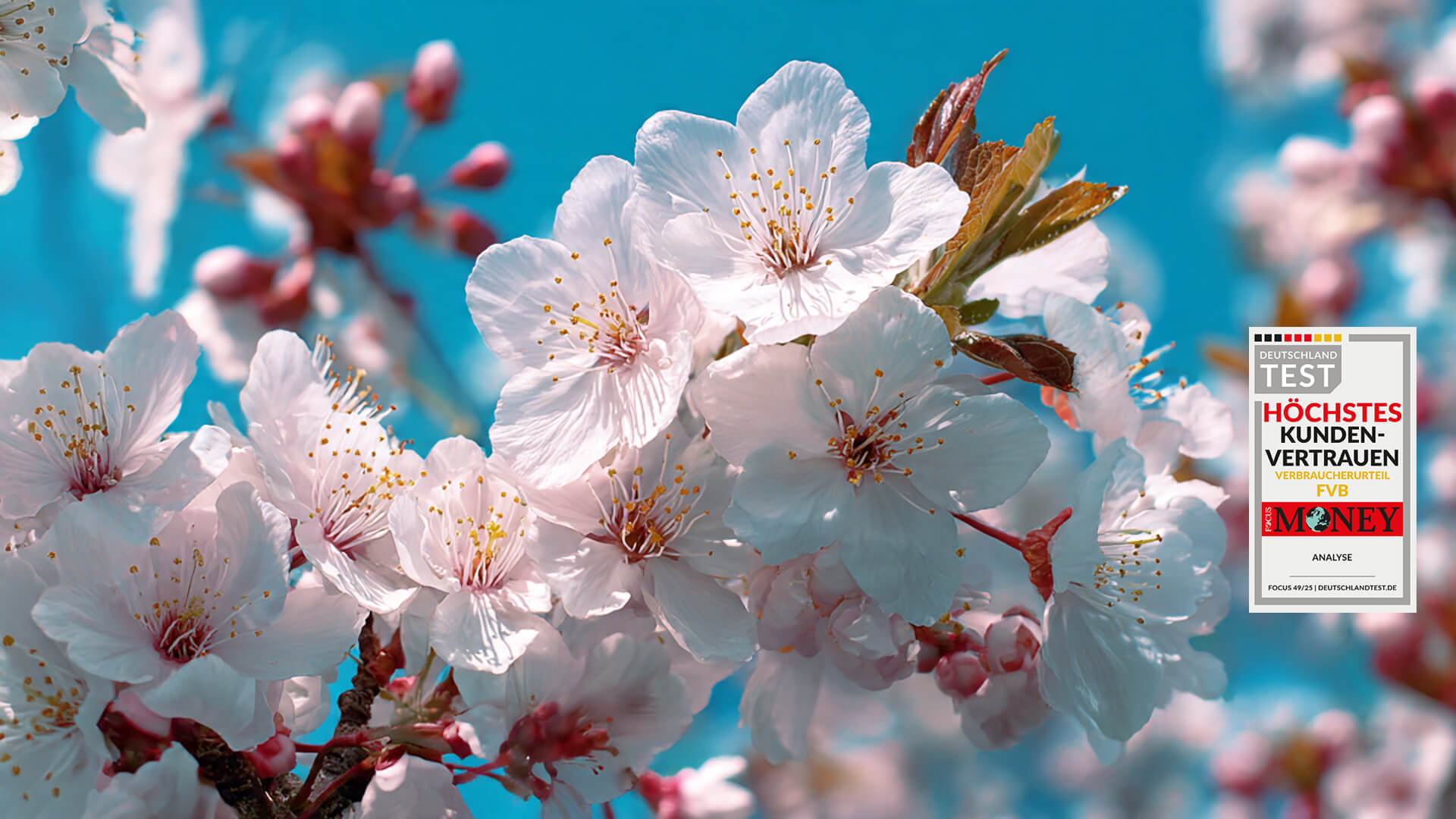 FVB Fruehling